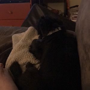 Meet your Posher, Lacey